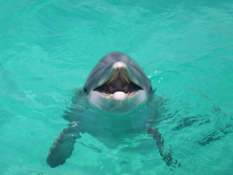 dolphin tours near me